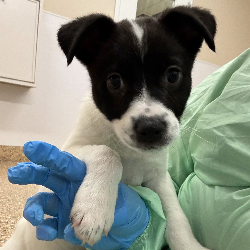 Flax: Male 2 Cattle Dog/Chihuahua