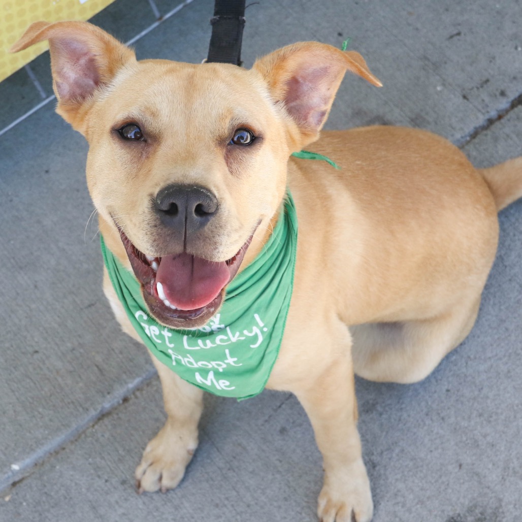MAGGIE - Retriever, Labrador / Mix available for adoption