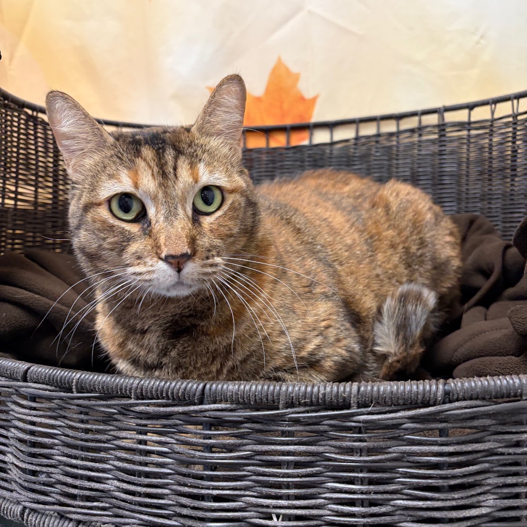 EEVEE - Domestic Shorthair available for adoption
