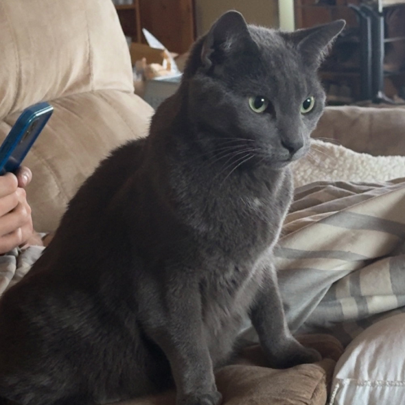 Kaladin, available for adoption