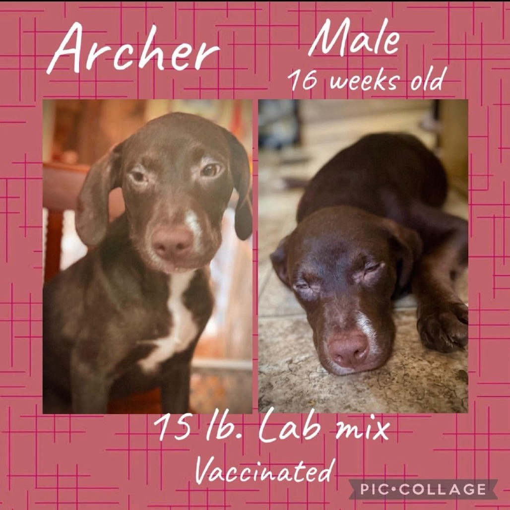 Archer