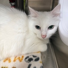 COTTON - Domestic Medium Hair available for adoption