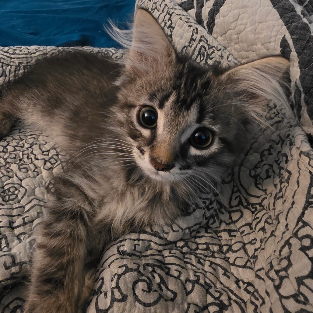 CINNAMON TOAST CRUNCH - Domestic Shorthair available for adoption