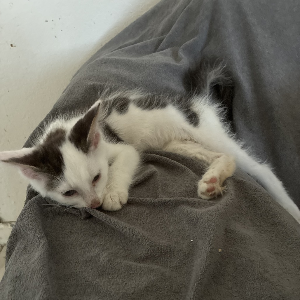 Jax - Domestic Shorthair