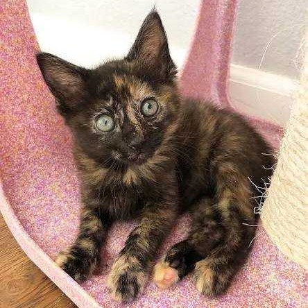 Cherry - Domestic Shorthair