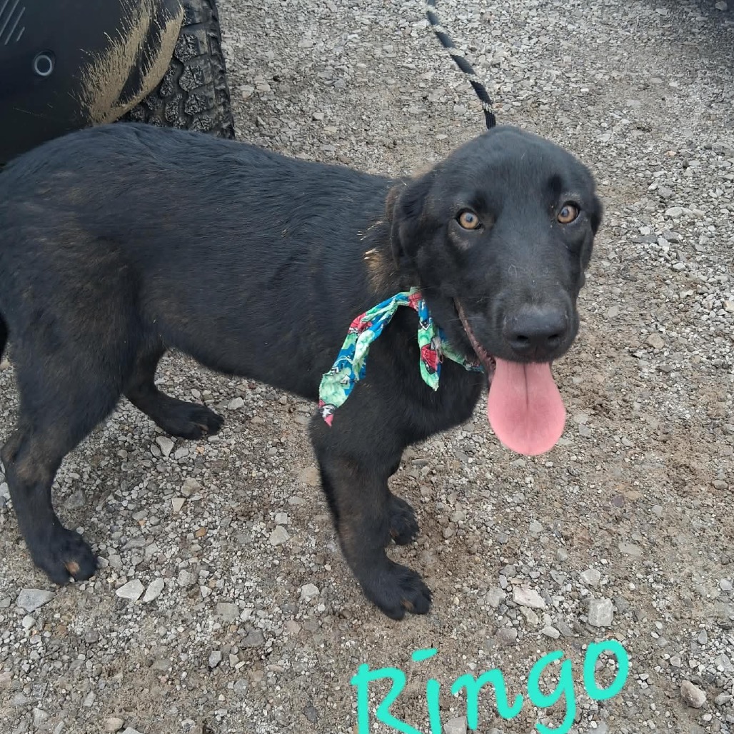 Ringo