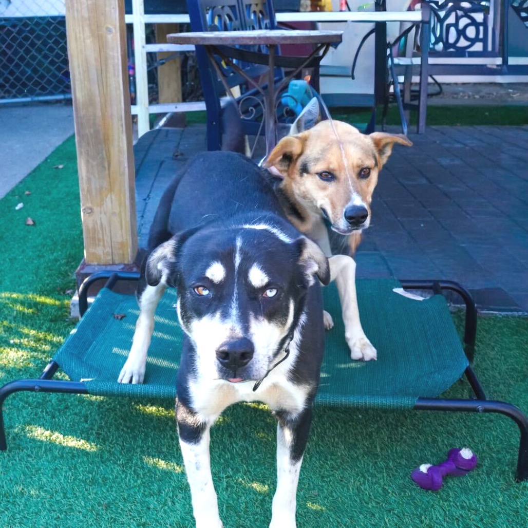 Jackson — thumbnail 2