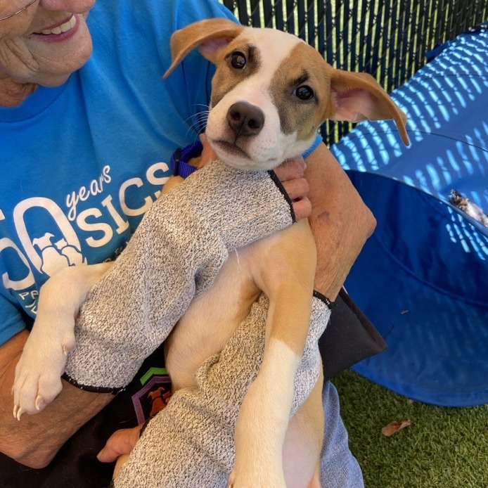 PIDGEON - Mixed Breed (Medium) available for adoption