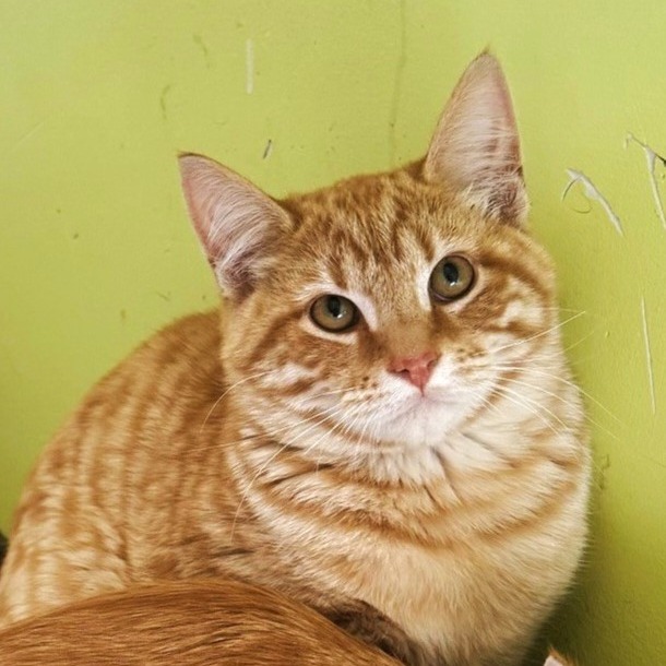 Wavaho — thumbnail 2