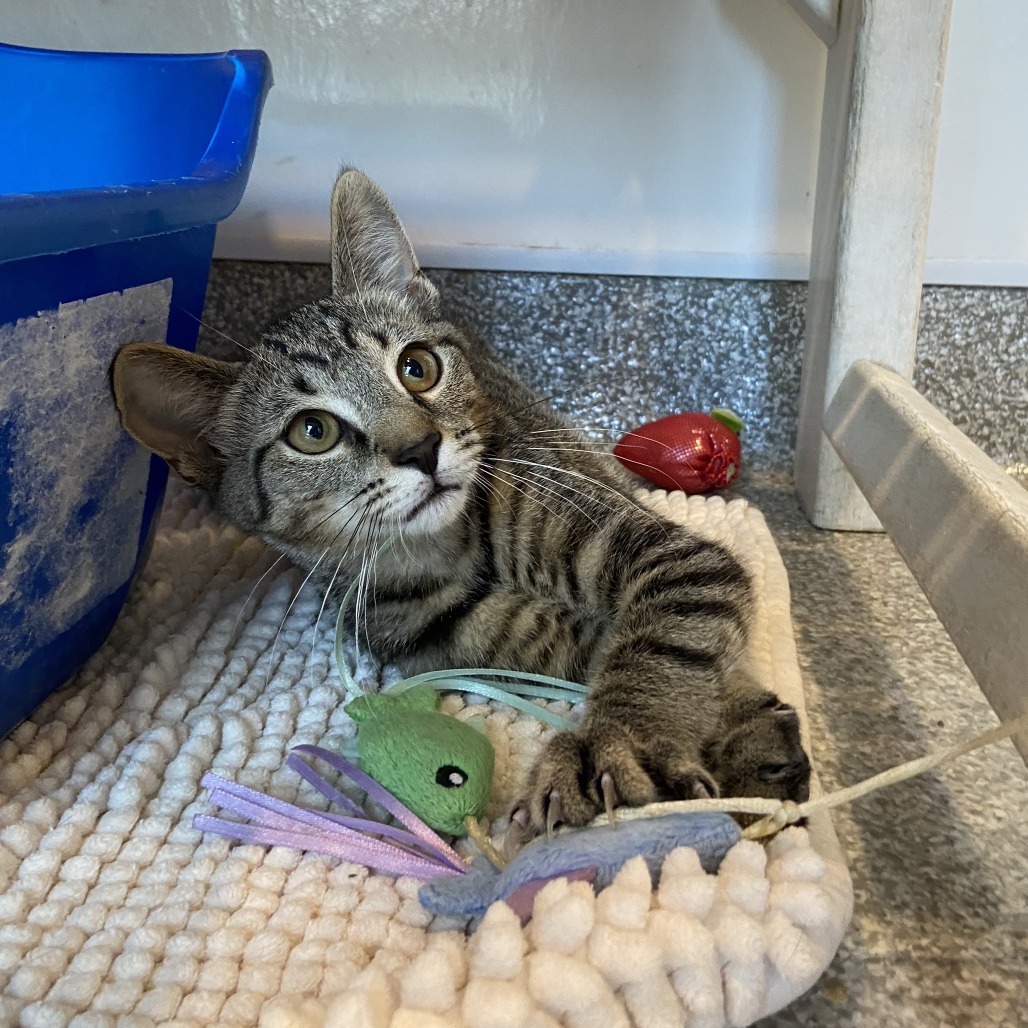 GREAT WHITE - Domestic Shorthair available for adoption