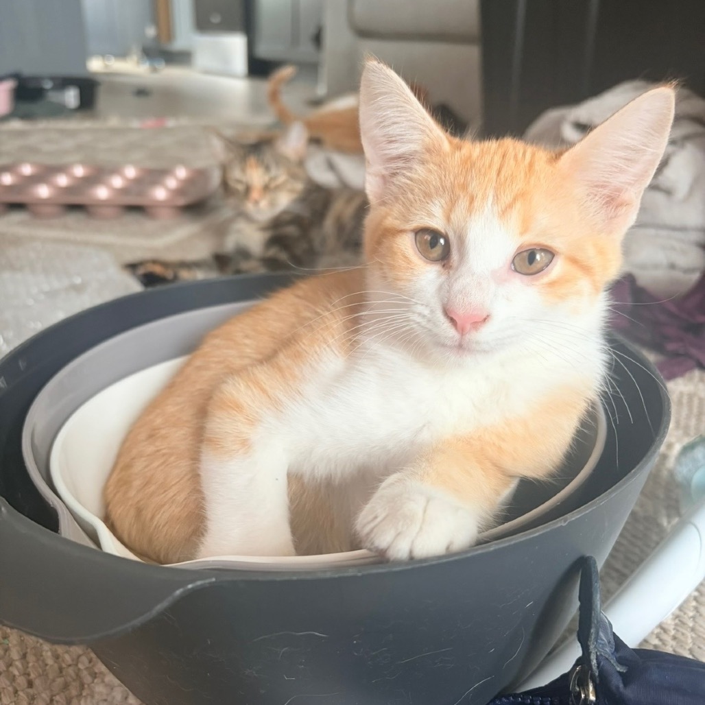DOORBUSTER - Domestic Shorthair available for adoption
