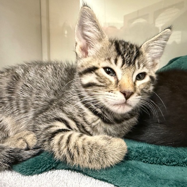 Scooby - Domestic Shorthair