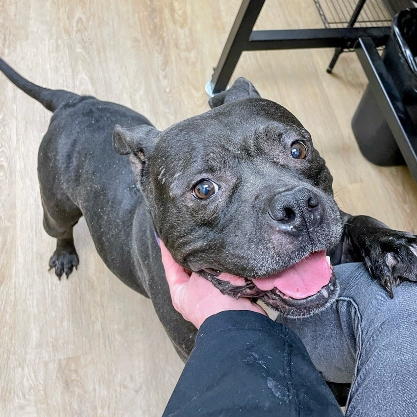 Royal — thumbnail 3