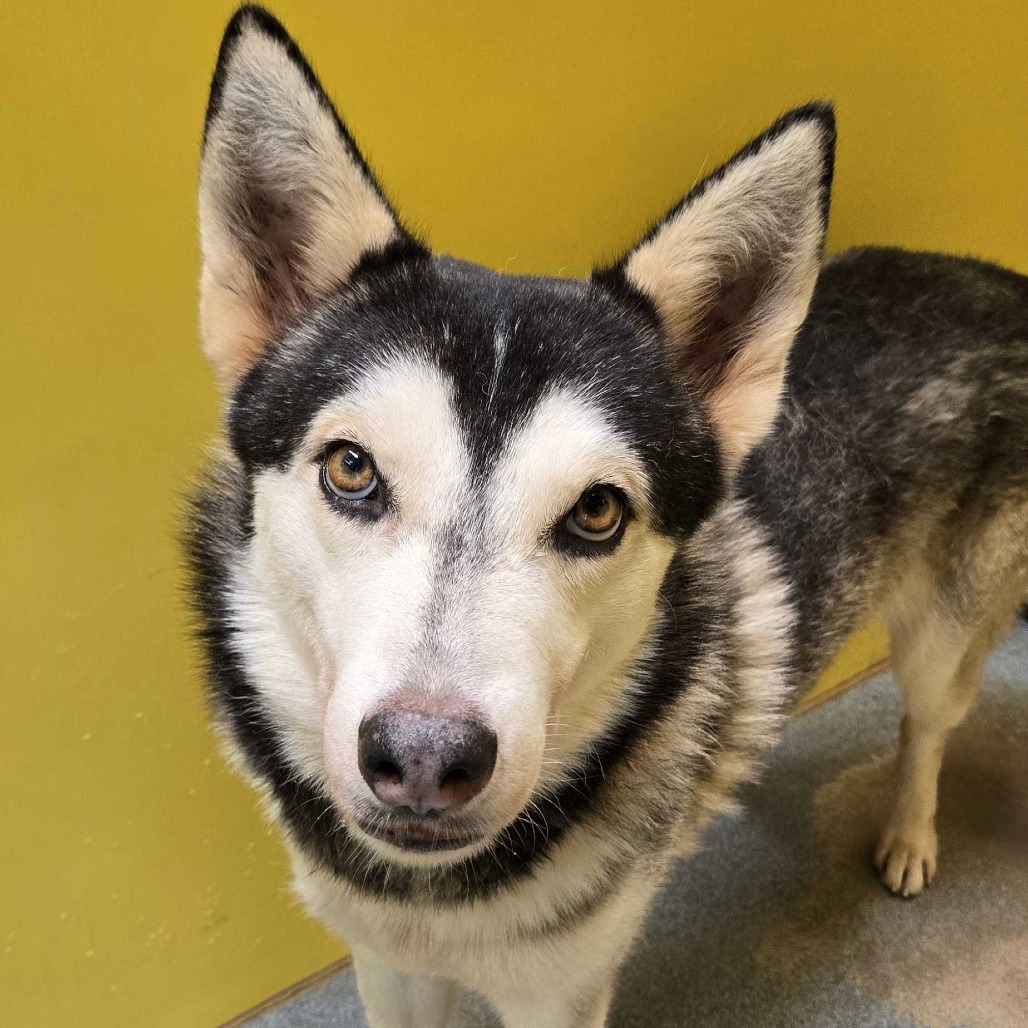 Danny, available for adoption at PVAS