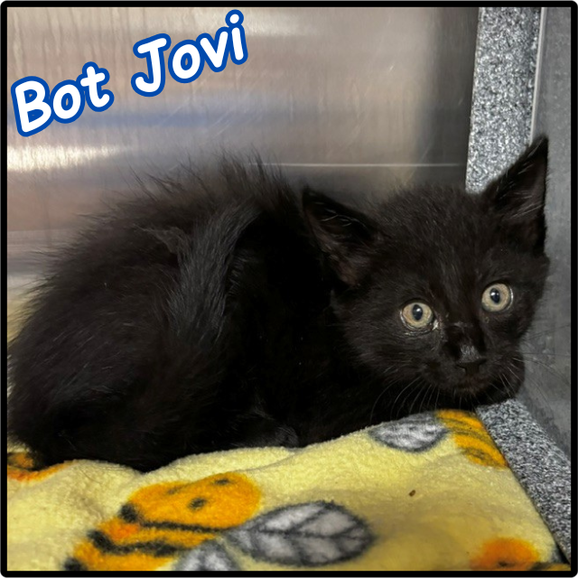Bot Jovie C12283