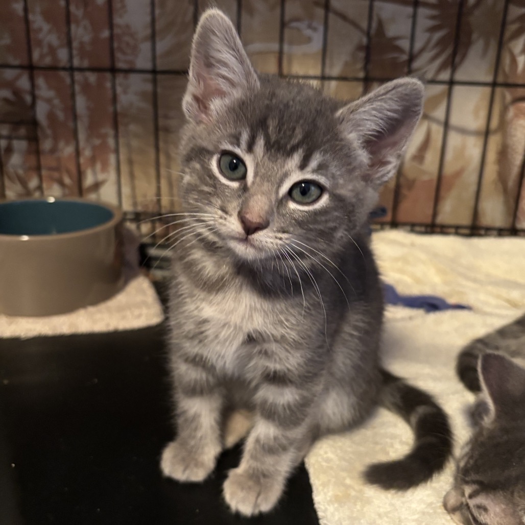 Asa (purple collar) - Domestic Shorthair