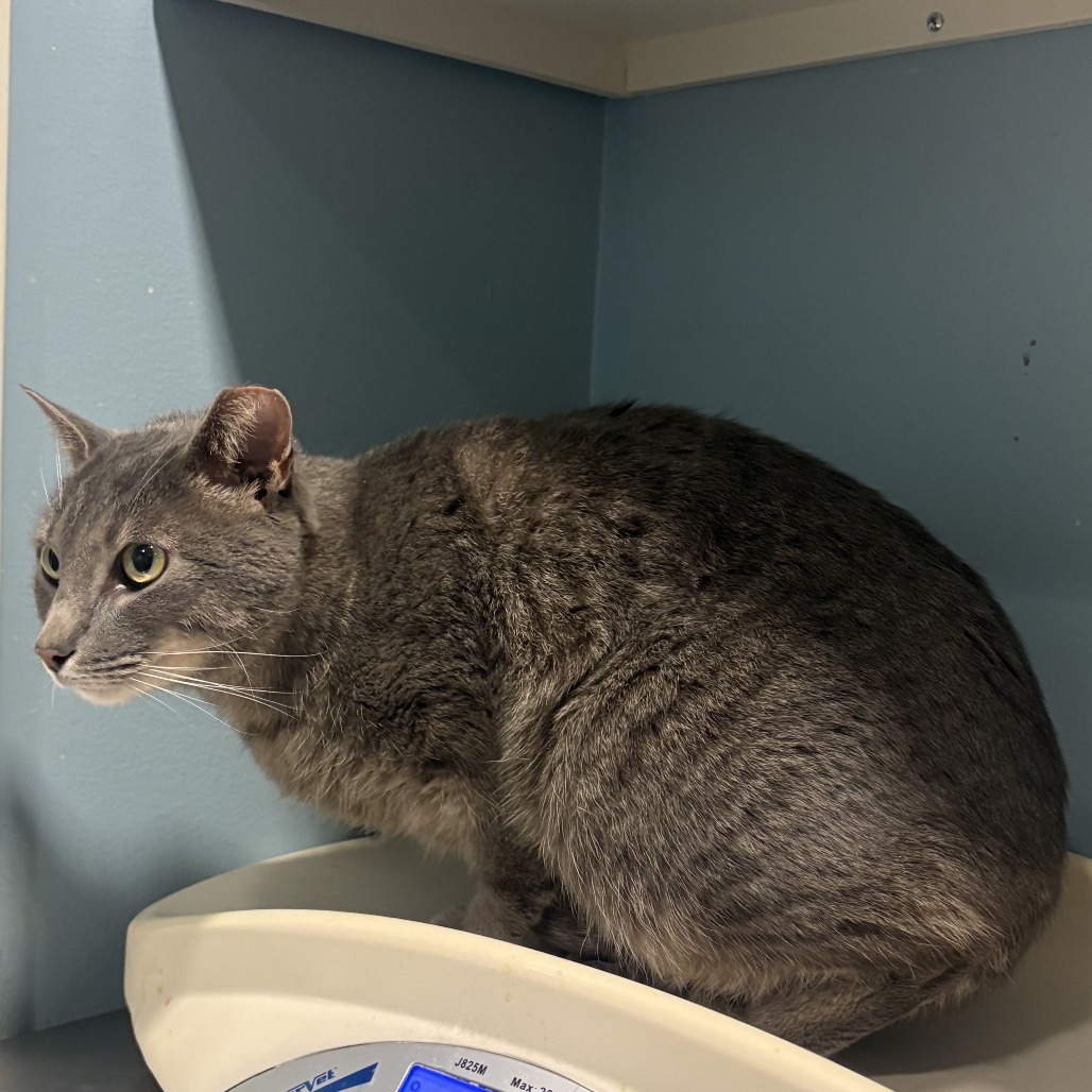 Bonita — thumbnail 6