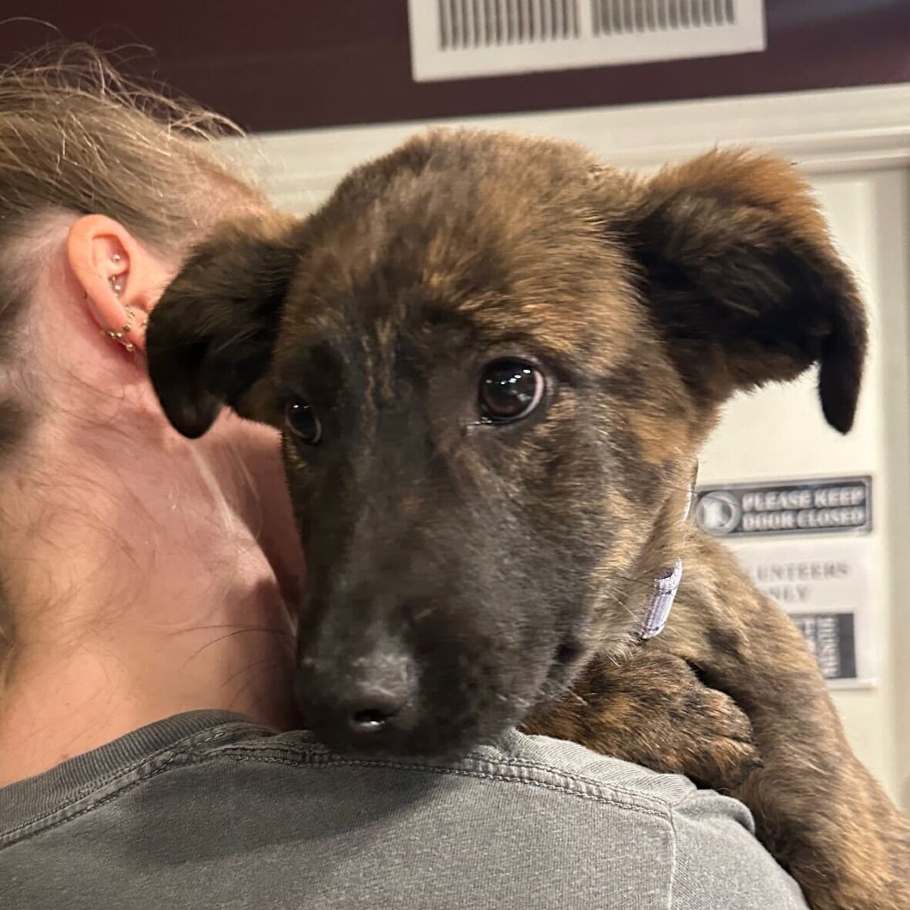 Shane — thumbnail 2