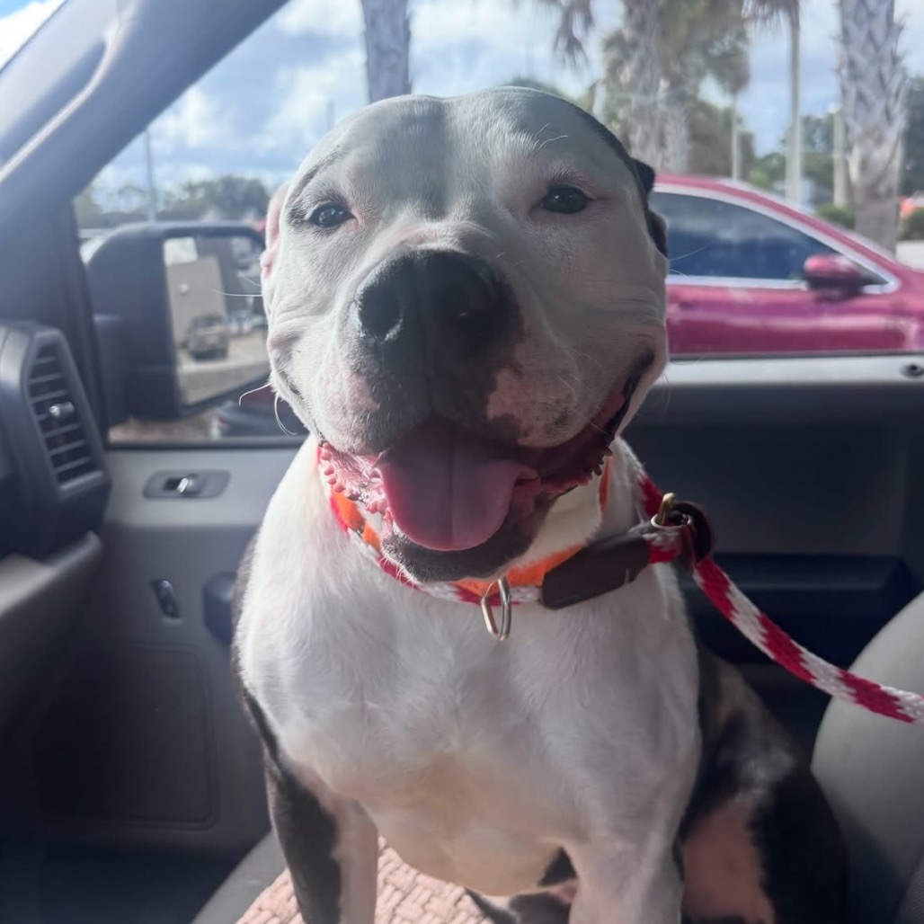 CHANCHO - Mixed Breed (Large) available for adoption