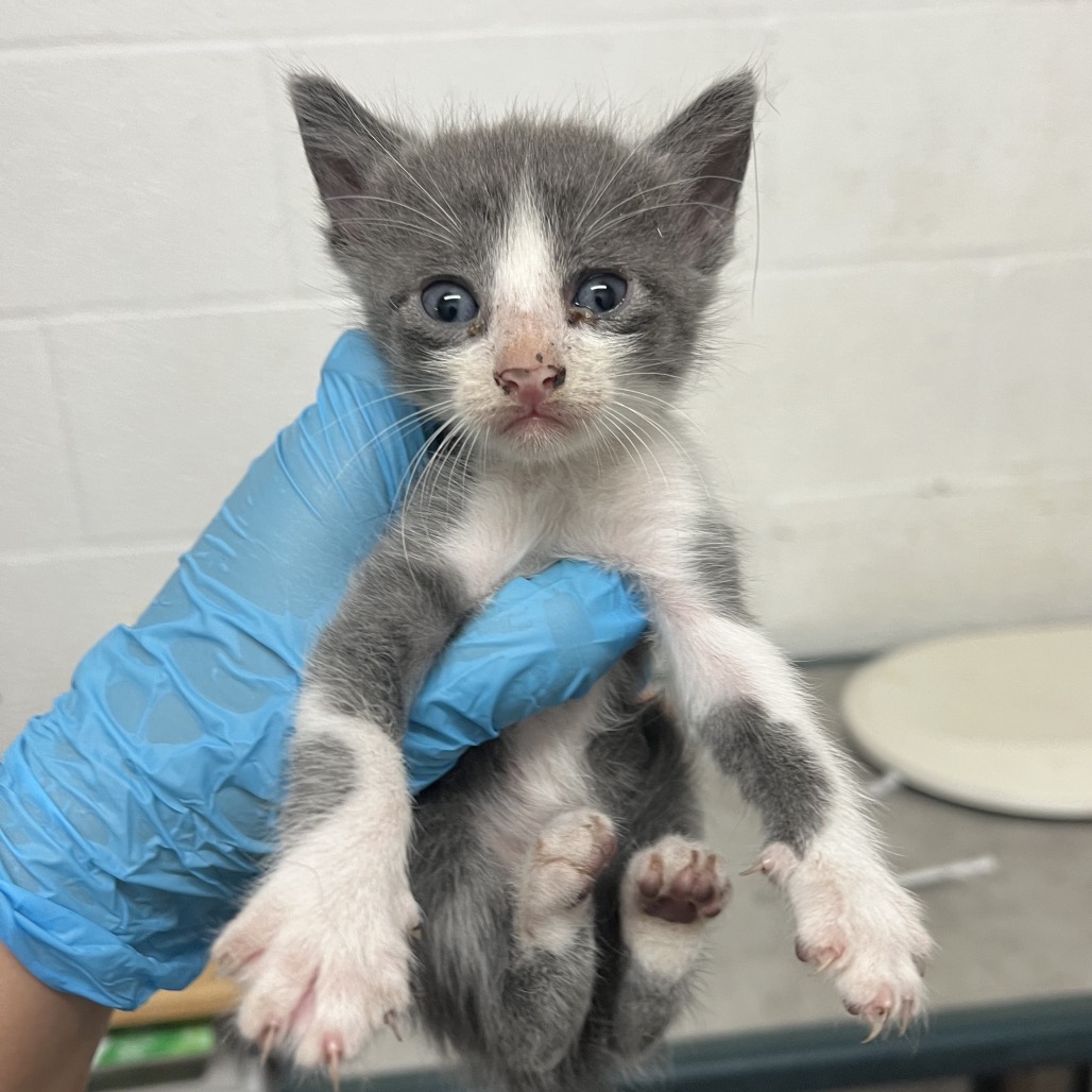 JACE - Domestic Shorthair available for adoption