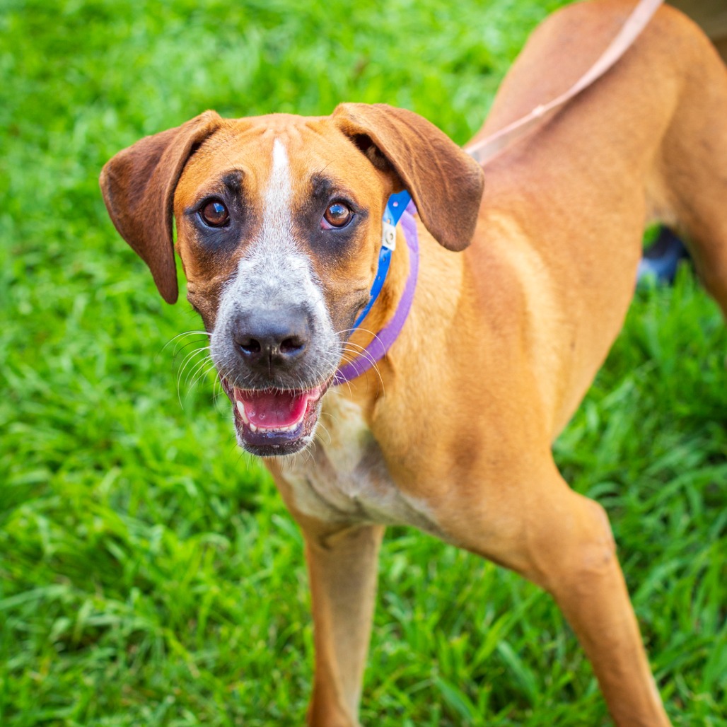JOHN BOY - Hound / Mix available for adoption