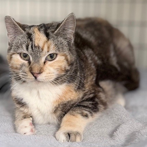 A#147c Princess Popcorn's preview photo