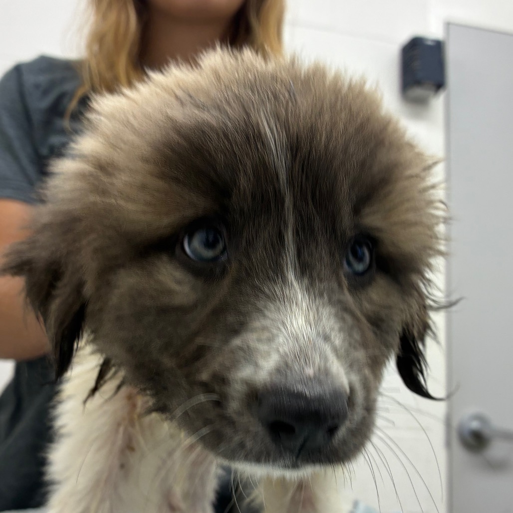 Photo of Daffodil Meadow, a dog adopted from Gulf Coast Humane Society