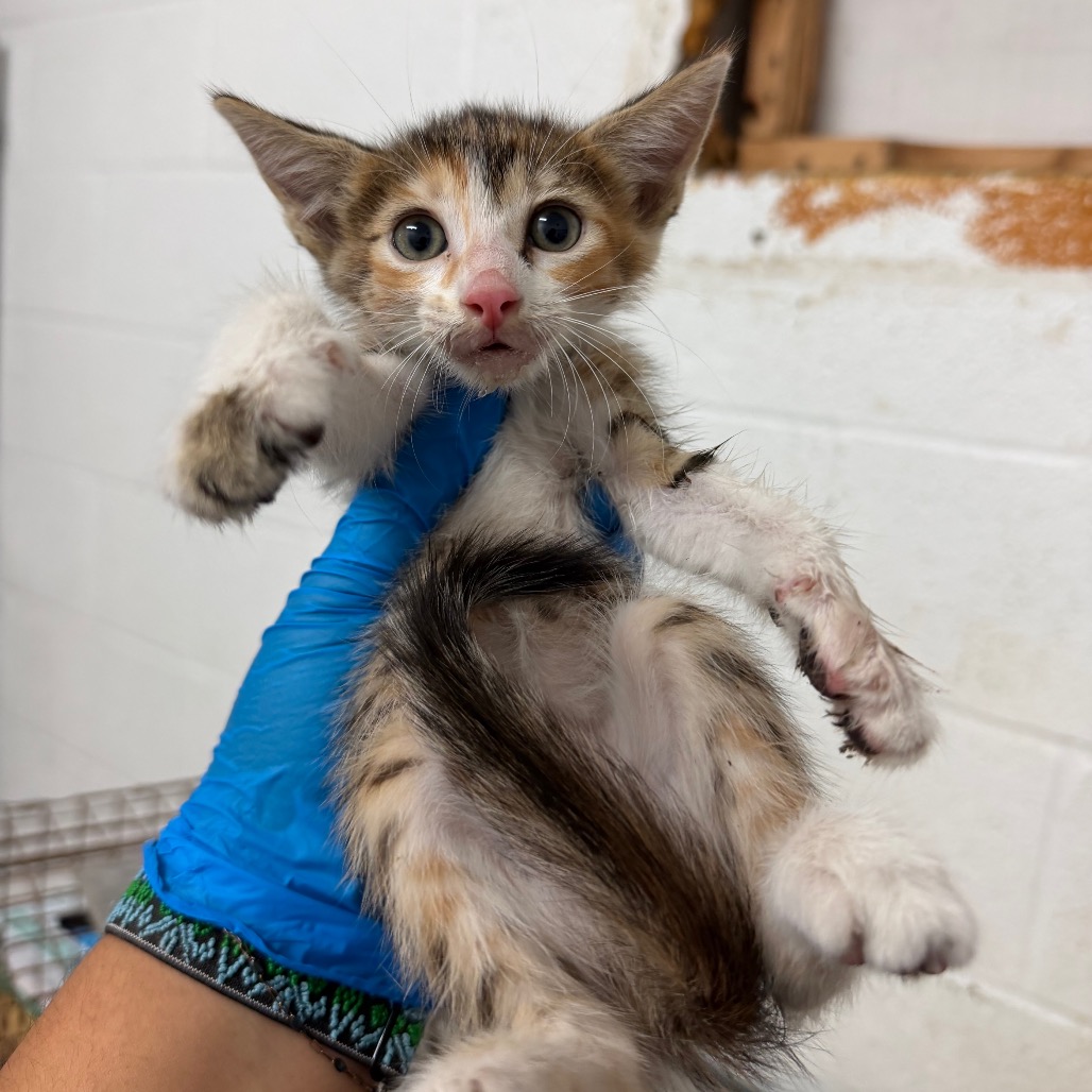 HORIZON - Domestic Shorthair available for adoption