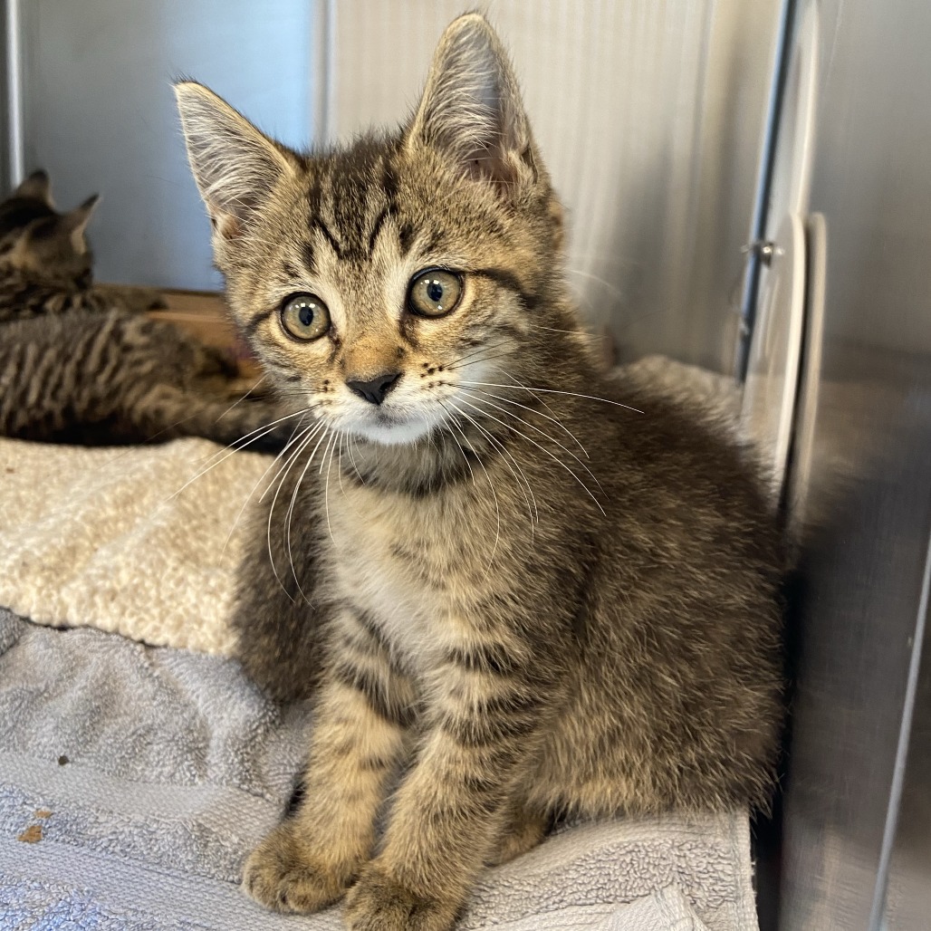 FOXY - Domestic Shorthair available for adoption