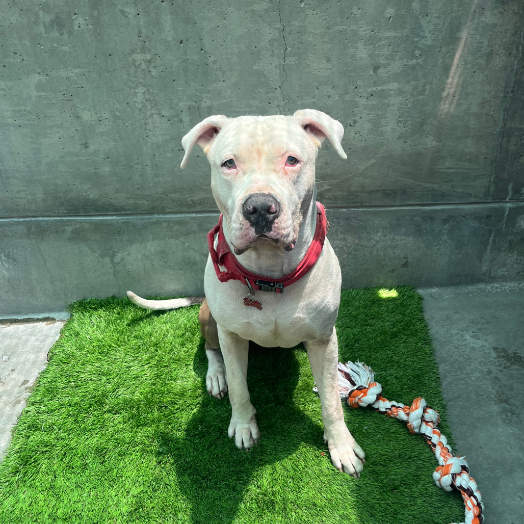 Pit Bull