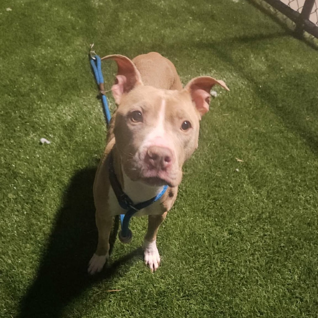 Kapri — thumbnail 3