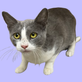 Tusc Stray 82102