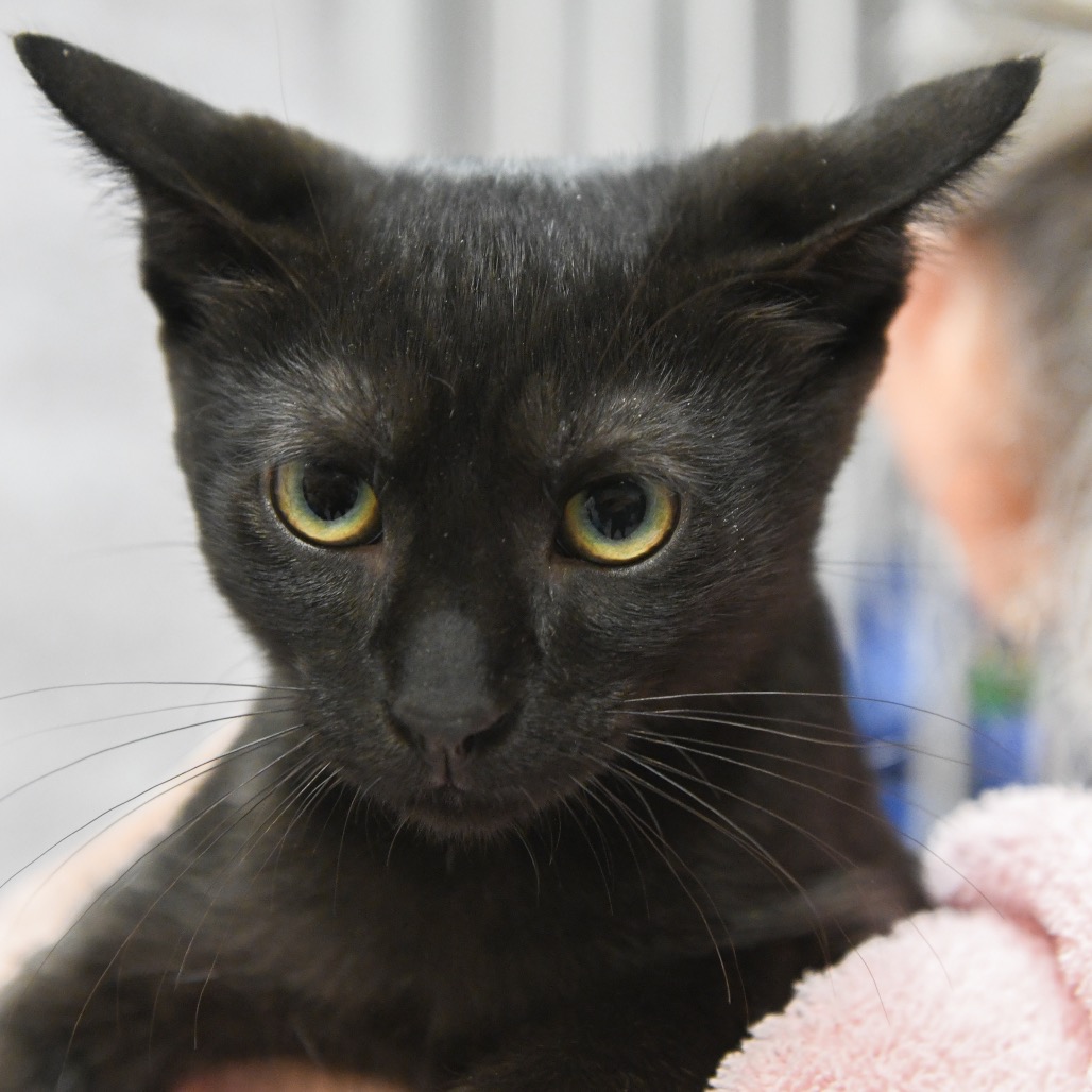Pali - Domestic Shorthair