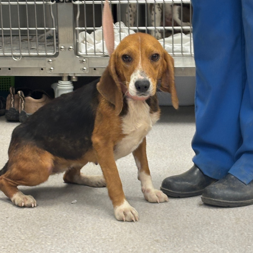 ANGIE - Beagle available for adoption