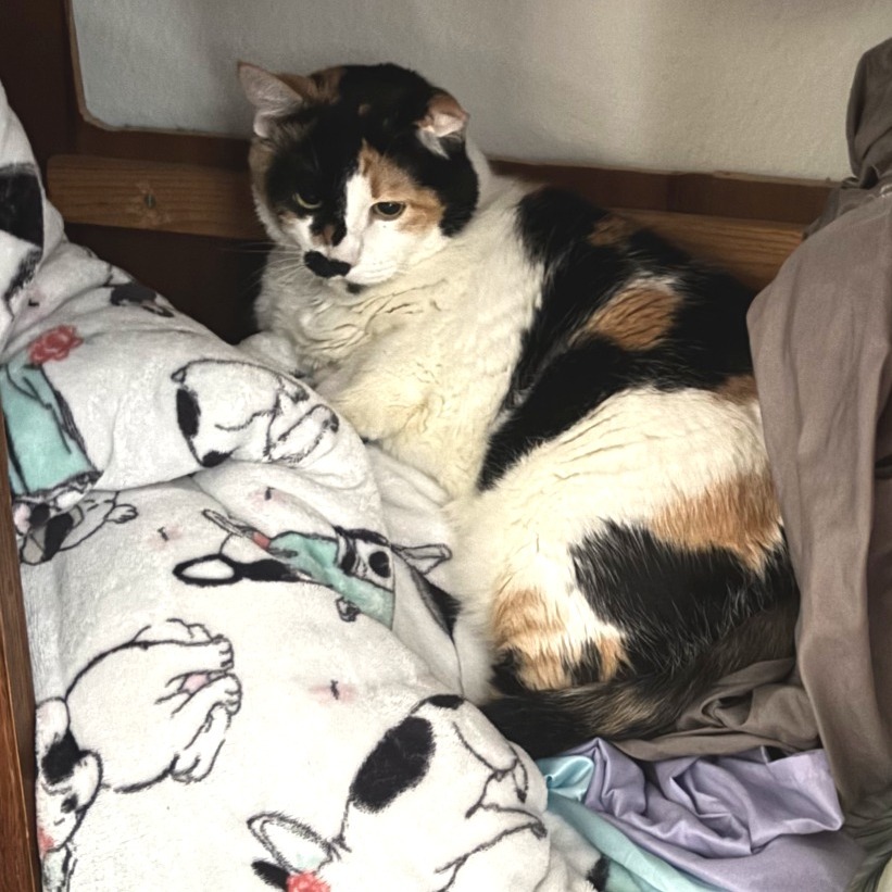 Chrissy — thumbnail 7