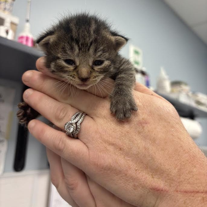 PEPPER - Domestic Shorthair available for adoption