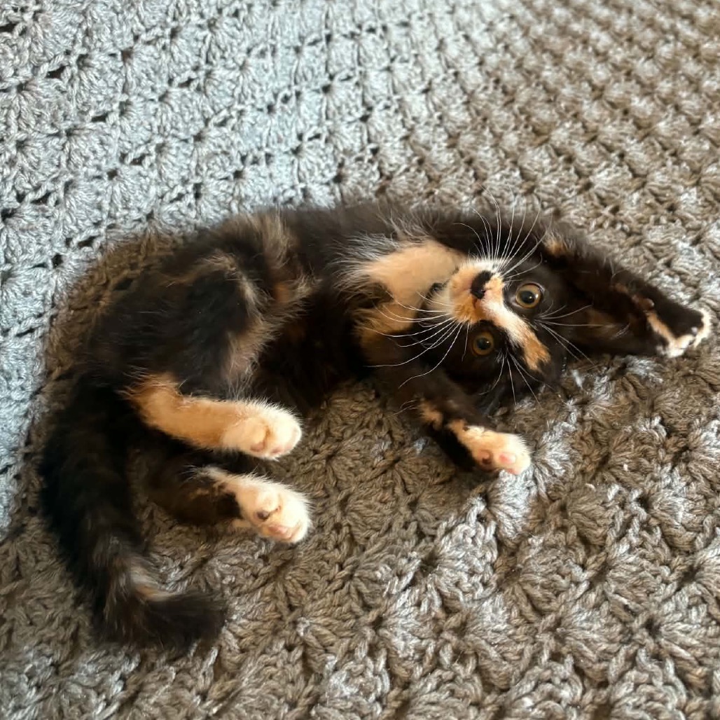BURNT ENDS & BANANA PUDDING - Domestic Shorthair available for adoption