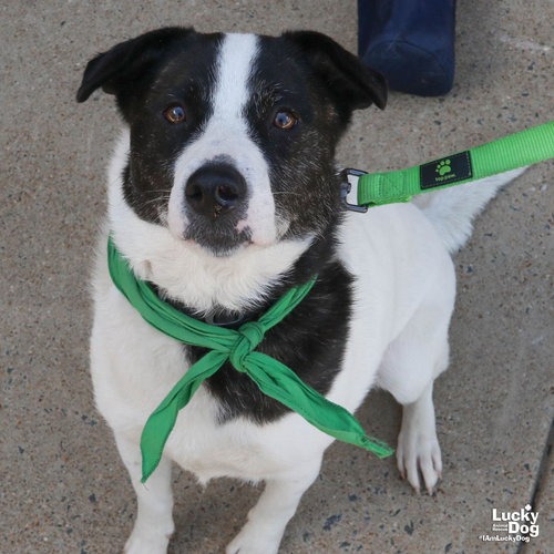 CECE - Pointer / Spaniel available for adoption