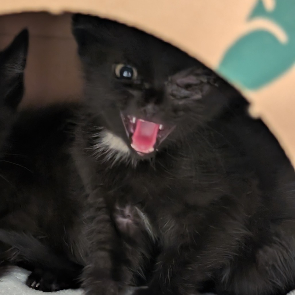 DEEDEE (BONDED WITH DEXTER) - Domestic Shorthair available for adoption