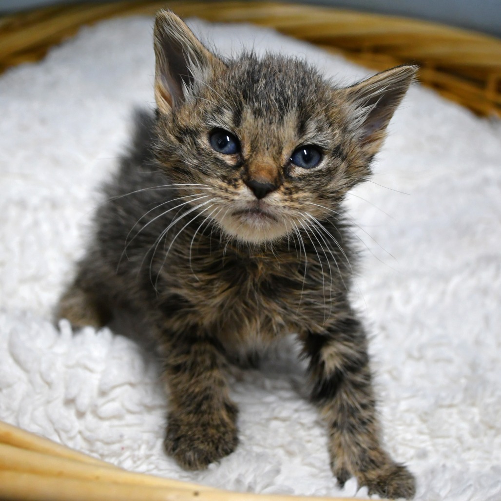 ALIX - Domestic Shorthair available for adoption