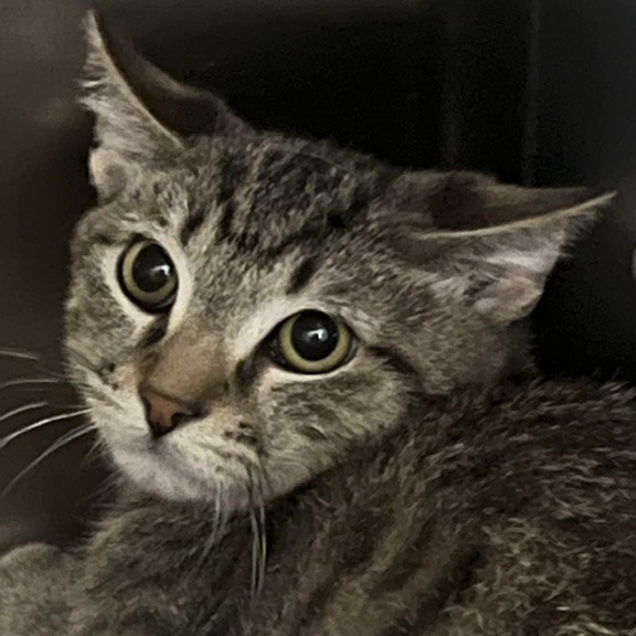 WILLIAM SHAKESPAW - Domestic Shorthair / American Bobtail available for adoption