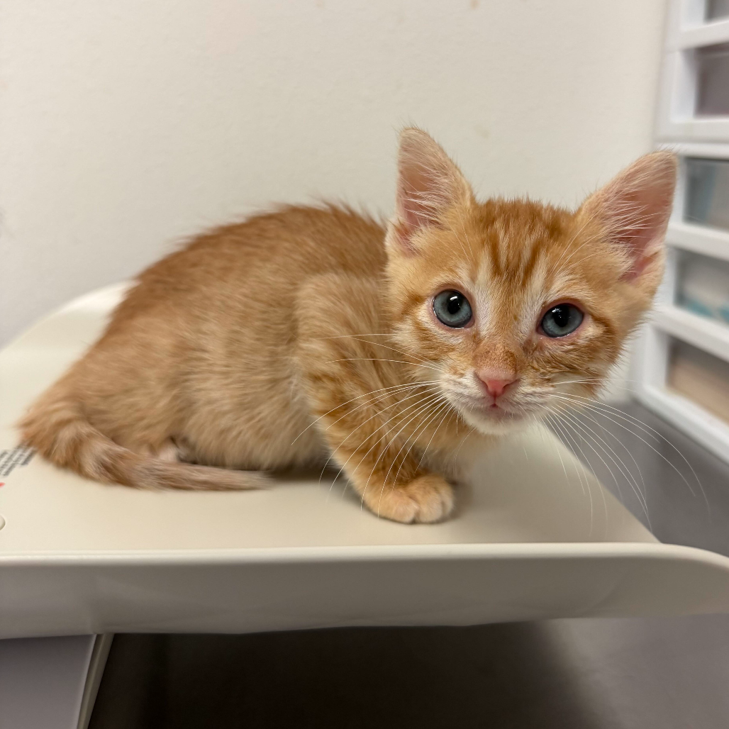 ELVIS - Domestic Shorthair available for adoption