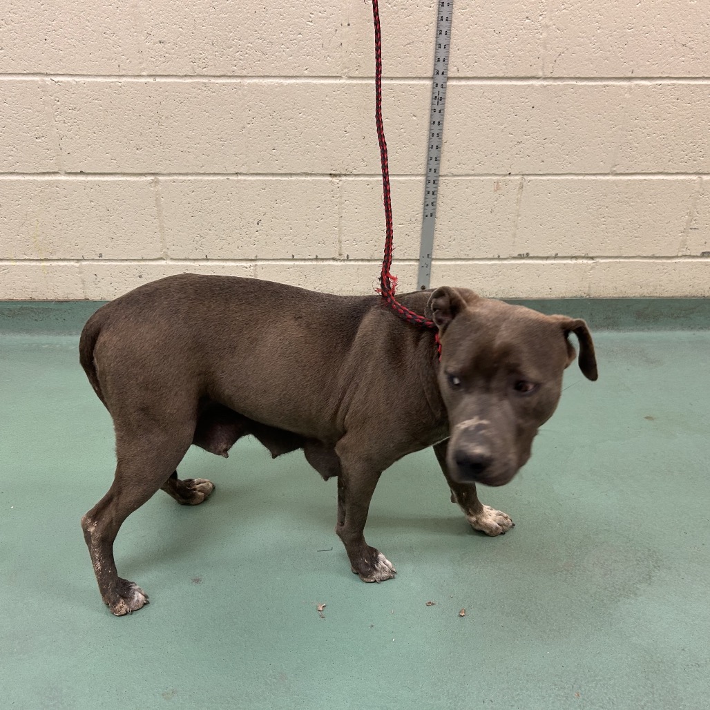 ROSE — thumbnail 8