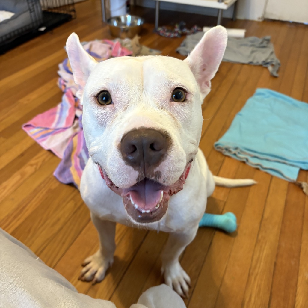 Princess Zelda — thumbnail 2