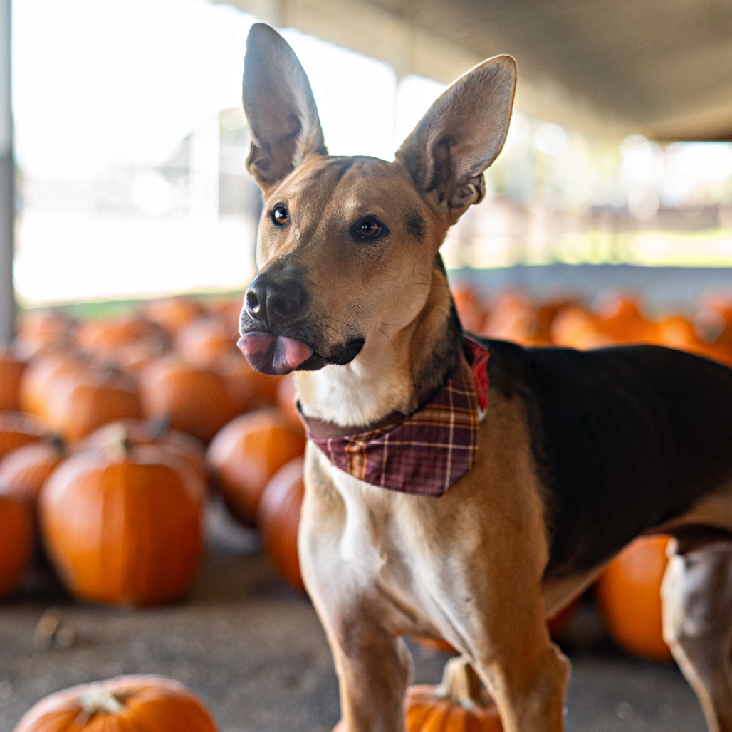 Stuart is available for adoption at Animal Friends Rescue Project