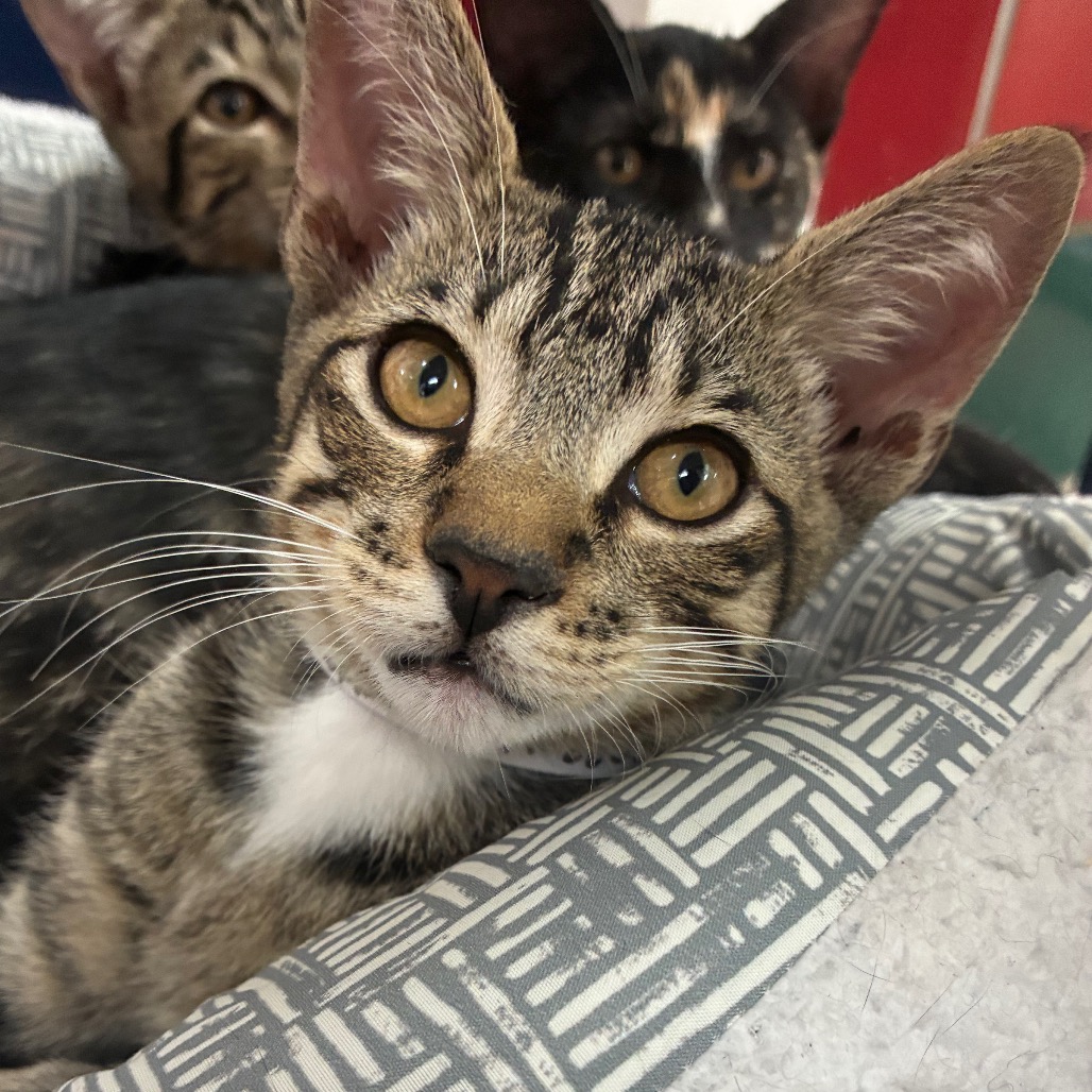 BLACKBERRY - Domestic Shorthair available for adoption
