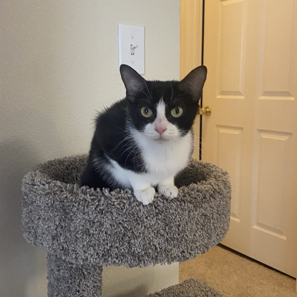 Oreo