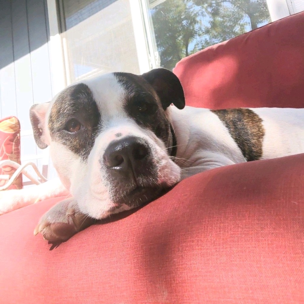 Petey, photo 26