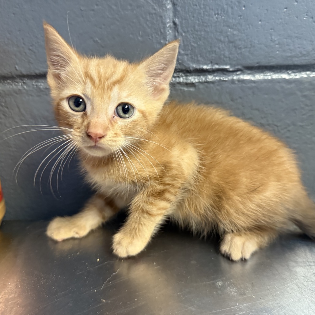 Tusc Stray 84565 2