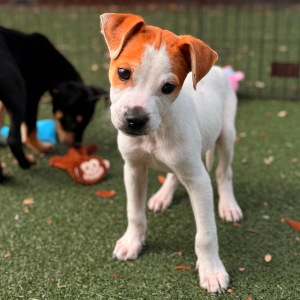 Crux — thumbnail 3